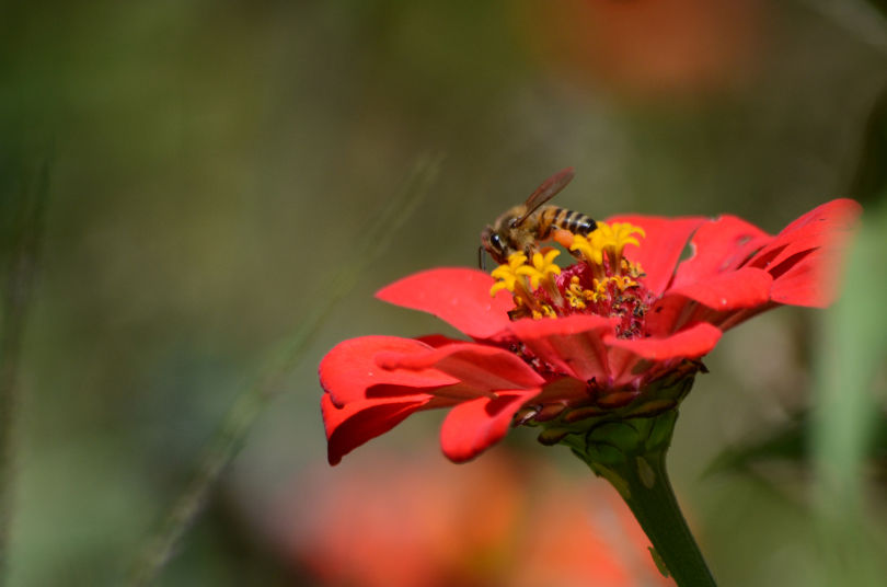 Bee on zinnia (Erin Burnett).jpg